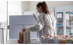 Microbiologist manually reading a large amount of plates