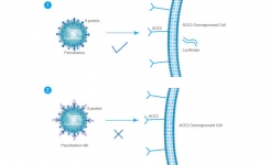 SARS-CoV-2 Pseudovirus Neutralization Assay