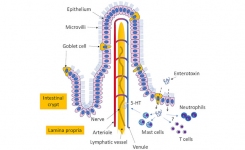 Staphylococcal Enterotoxin Antigens