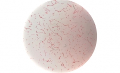 a typical Gram negative staining F prausnitzii culture
