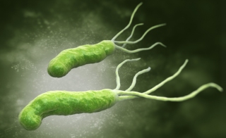  em Helicobacter em Haven Crafting the Ultimate Workstation for Your em H pylori em 