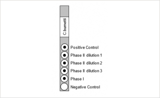 Rickettsia and Coxiella Screening Panels