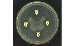 BIOMIC V3 Rapid AST from Giles Scientific