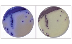 Differentiate 3 Vibrios on one plate