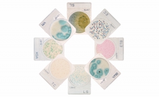 The CompactDry ™ Plate Line Offers a Variety of Organism-Specific and Total Count Tests