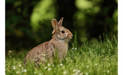 Domestic Rabbit