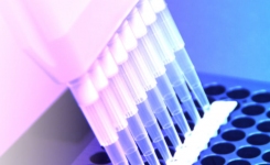 PCR DNA Detection for Food Safety