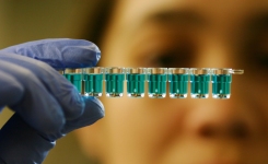 Sensitive Mycotoxin ELISA