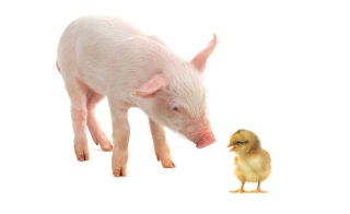 BioChek - A Hygiena sup reg sup Company and Global Specialists in Animal Health
