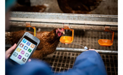 Using Hygienas One Health Diagnostics in a Hen House setting