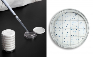 IDEXX EasyDisc sup reg sup Tests for Heterotrophic Plate Counts in Water Published as ASTM International Std 