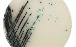 Chromogenic Agar for Salmonella Esterase