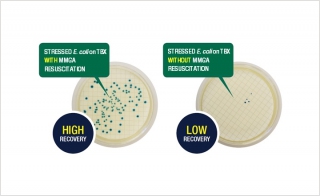 Resuscitation of Stressed and Injured em E coli em 