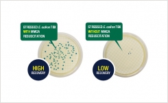 Resuscitation of Stressed and Injured E coli