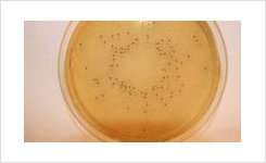 Lab M Listeria