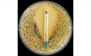 Liofilchem’s Solutions for Antimicrobial Susceptibility Testing