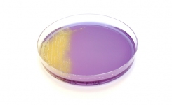 Rapid YM Agar