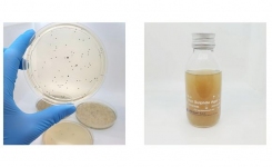 Iron Sulphite Agar