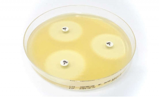 Assess Suseptibility of Enterobacterales With US FDA-cleared Sulopenem Disc SPM 2 micro g