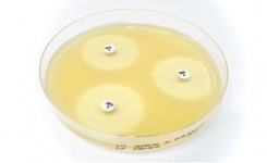 US FDA cleared Sulopenem disc SPM