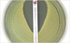 Ceftolozane-tazobactam MIC Test Strip