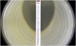 Liofilchem AST and Resistance Test kits