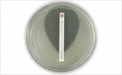 Liofilchem MIC Test Strip MTS Clindamycin CD 