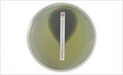 FDA-Cleared Liofilchem MIC Test Strip MTS Linezolid LNZ 