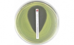 Liofilchem MTS MIC Test Strip Levofloxacin LEV 