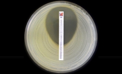 MIC Test Strip Imipenem