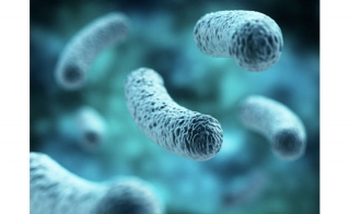 Liofilchem Solutions to Detect <em>Legionella</em> in Water Samples