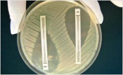 New Liofilchem MIC Test Strips