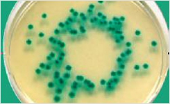 Merck s Chromogenic Medium for Detection of Cronobacter sakazakii