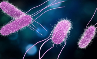 Regulatory Compliance of Culture Media Based Detection of <em>Salmonella</em> spp. 