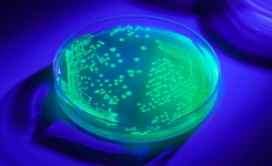 Petri dish with bright green fluorescent colonies