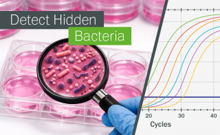 Hidden Bacteria in Your Cell Culture Detect Them in Under 3 Hours