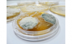 Yeasts and Moulds