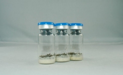 Sample of Hemp