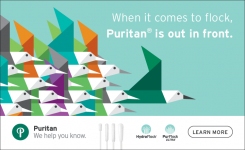 When it comes to flock Puritan is out in front text plus image of flock of birds