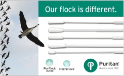  p Our Flock is Different p 