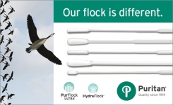 Puritan - our flock is different