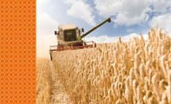 Wheat and barley harvesting