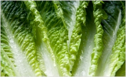 Romaine Lettuce