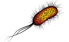 Ecoli O103 Outbreak