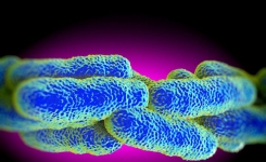 Rapid Tests for Legionella in Water