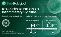 IL-6 is a pivotal pleiotropic inflammatory cytokine