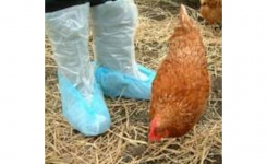 Poultry boot swab