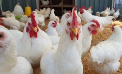 Rapid Salmonella in Poultry and Pork