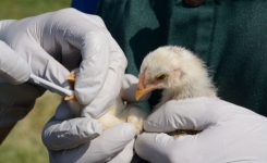 Two chickens are held by gloved hands as a swab is taken from one of them