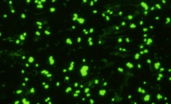 Antibodies for immunassay development Gram negative bacteria